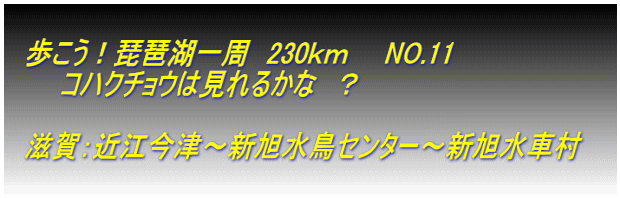 　 　歩こう！琵琶湖一周　230ｋｍ　　NO.11 　　　コハクチョウは見れるかな　？  　滋賀：近江今津～新旭水鳥センター～新旭水車村　　  